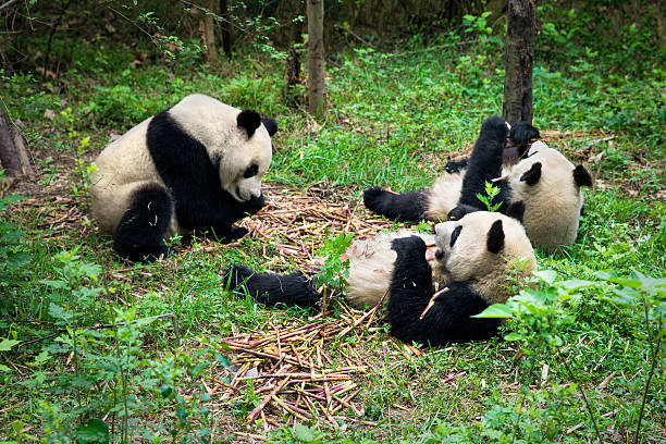 Pandas eating Group of  pandas eating bamboo shoots sichuan province stock pictures, royalty-free photos & images