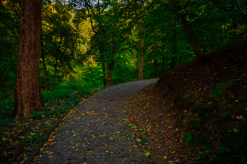 foot path way in park land autumn morning time peaceful October outdoor environment space without people