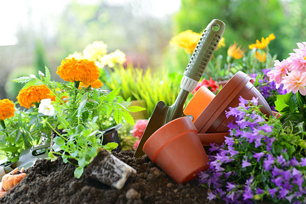 국화과의 정원 - spring planting 뉴스 사진 이미지