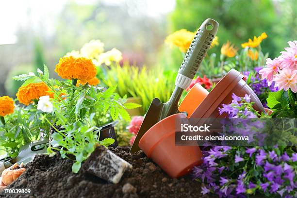 Flowers In The Garden Stock Photo - Download Image Now - Gardening, Flower, Springtime