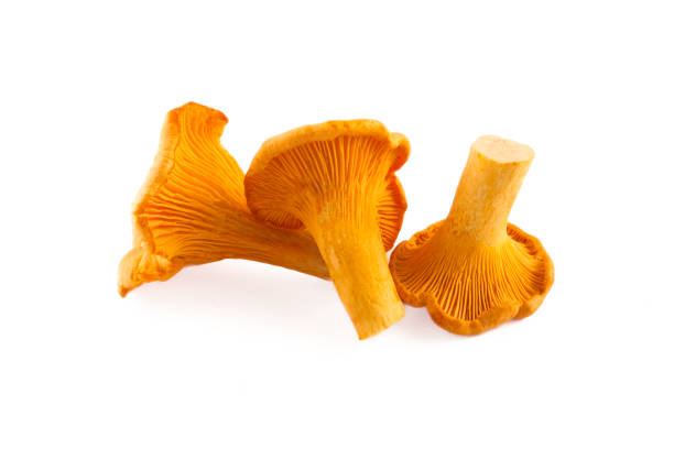 istock Chanterelle or girolle mushrooms isolated on white background 1700405115