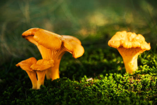 istock Chanterelle mushrooms in a forest. Edible mushrooms. 1700405132