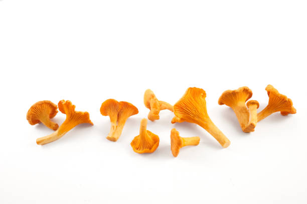 istock Chanterelle or girolle mushrooms isolated on white background 1700407868