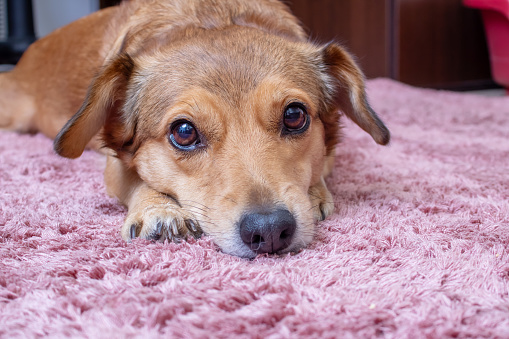 Cute red dog lying on carpet, close up portrait