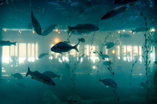 View of fishes indoor aquarium.