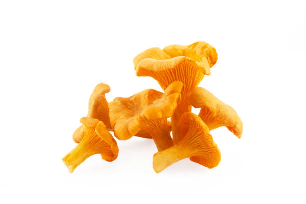 istock Chanterelle or girolle mushrooms isolated on white background 1700409997