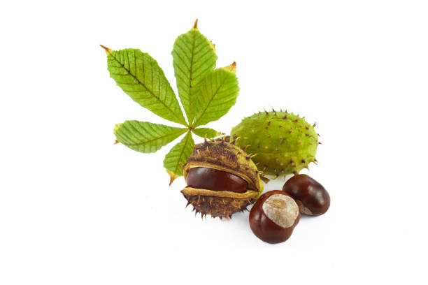 istock Chestnut with leaves. Isolated on white background. 1700411631