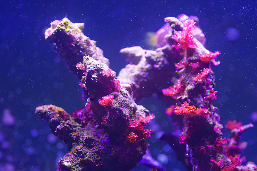 Coral reef in the deep blue ocean. Underwater world of coral