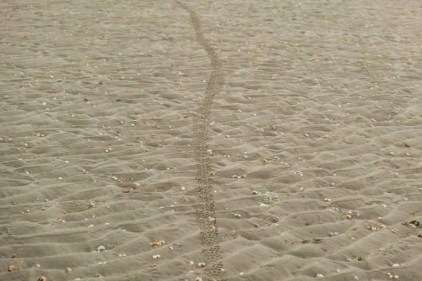 istock Bicycle trail on surface of sandy beach strewn with shells.Biking 1700412195