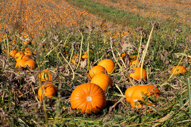 istock A field of pumpkins. 1700412200