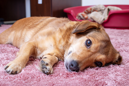 Cute red dog lying on carpet, close up portrait