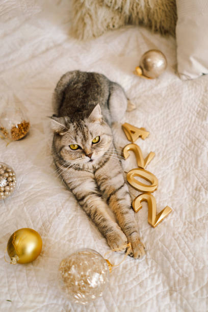 istock Happy New Years 2024. 1700417239
