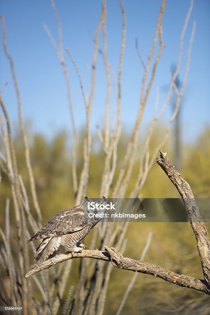 Corujão-orelhudo - Foto de stock de Animal selvagem royalty-free