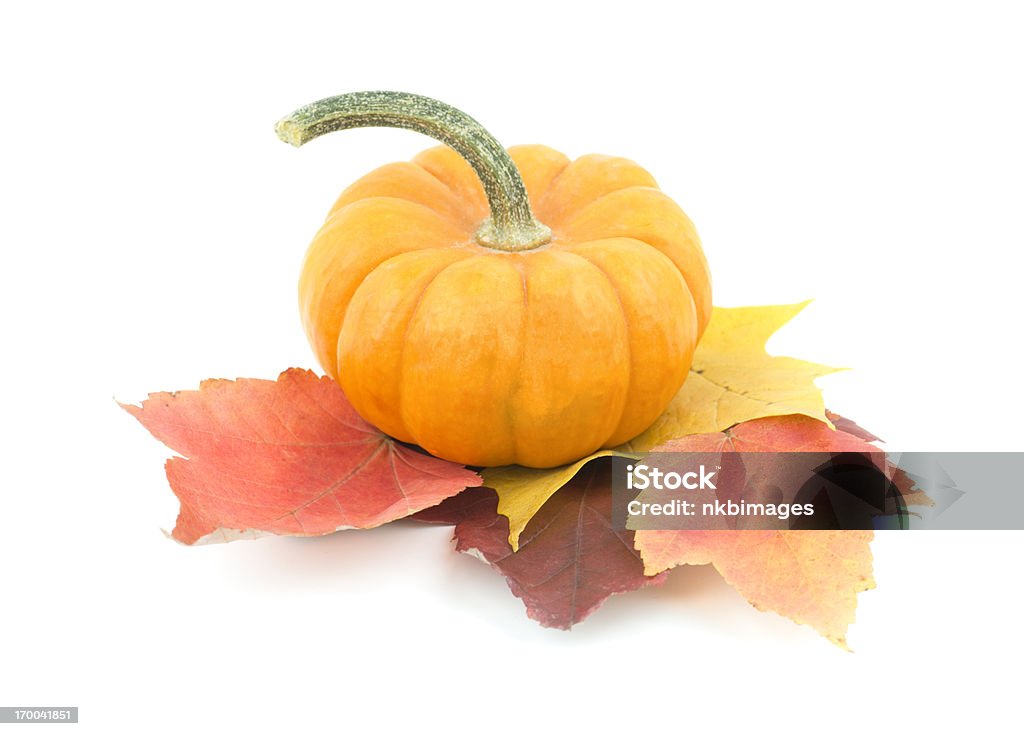 Piccole zucche e Foglie di acero autunno in sfondo bianco - Foto stock royalty-free di Zucca