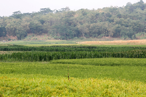 Experience the beauty of a cornfield in this photograph. The image captures the vast expanse of tall, green cornstalks swaying in the wind.