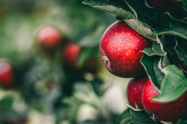 Red apples on a branch in an apple orchard.