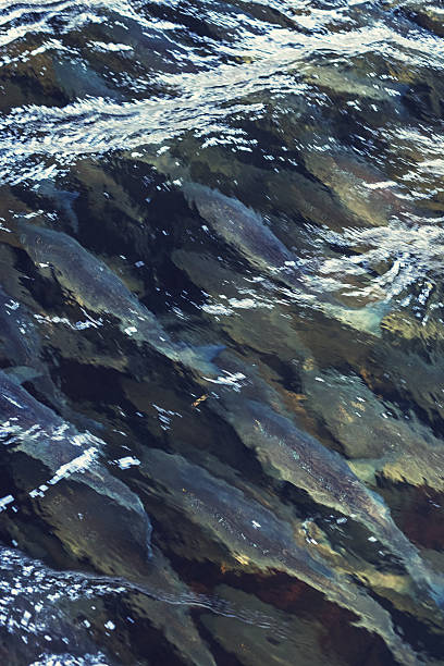 istock School of Striped Bass 170042277