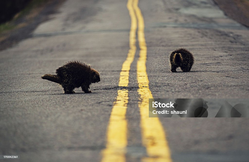 Porcupines auf der Straße - Lizenzfrei Stachelschwein Stock-Foto