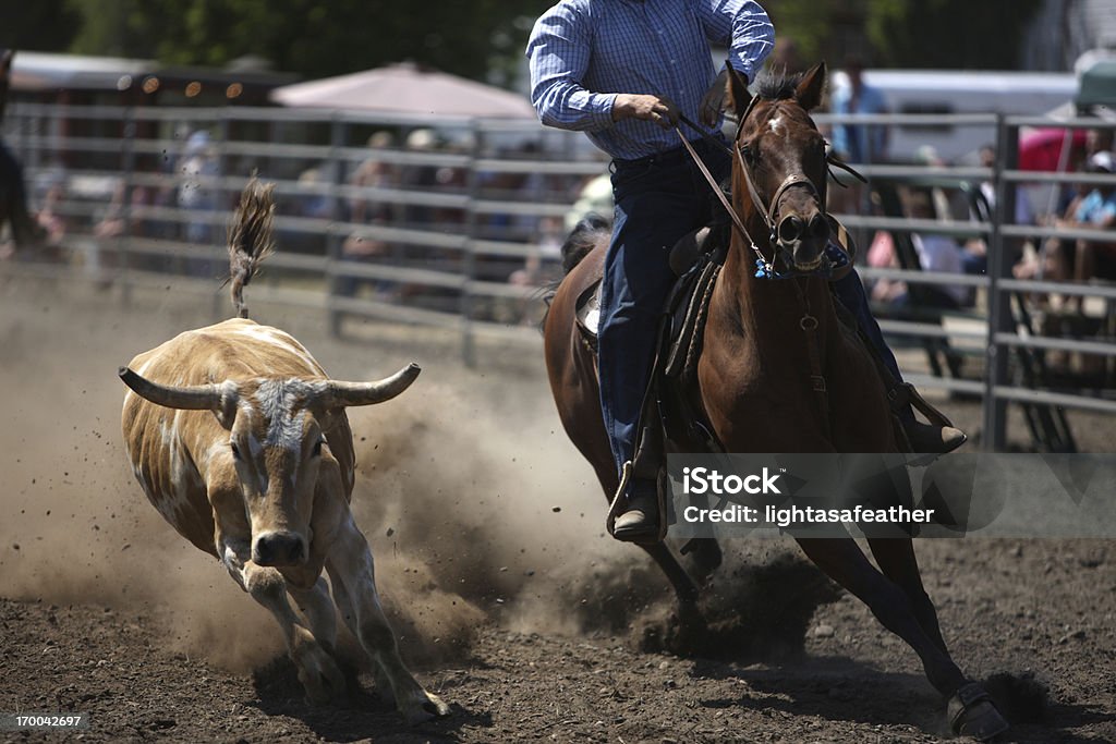 Perseguir um Rodeio direccionar-voadora de pó - Royalty-free Cavalo - Família do Cavalo Foto de stock