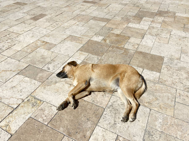 istock Stray dog sleeping on outdoor tiled floor 1700430941