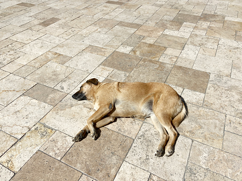 Stray dog sleeping on outdoor tiled floor with copy space
