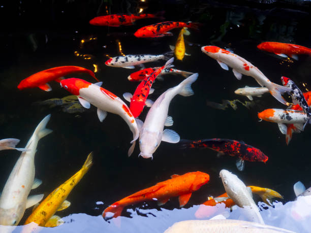 istock Fancy Carp swimming in water 1700434884