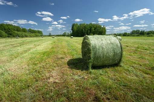 Straw bales in a field at Bogø a small island south of Zealand in Denmark. This is a typical sight in the agricultural areas of Denmark with elder berry trees in the background