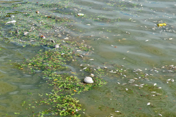 istock Group of dead fish floating in plankton bloom sea 1700435324