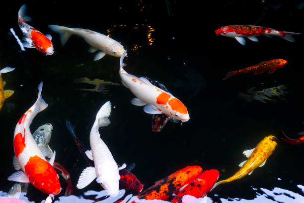 istock Fancy Carp swimming in water 1700435390