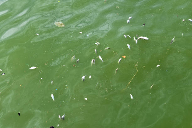 Groupe de poissons morts flottant dans la mer de floraison planctonique - Photo