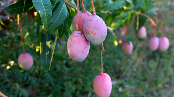 curuca, bahia, brazil - september 18, 2023: mango plantation on a farm in the Sao Francisco River valley in Bahia.