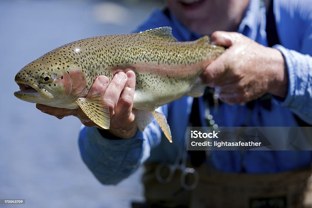 Trota iridea - Foto stock royalty-free di Trota Iridea