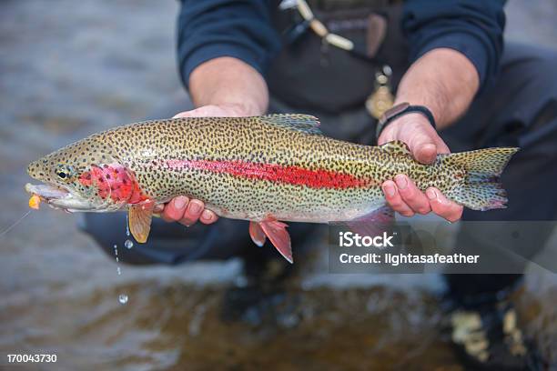 송어 낌 Flyfishing 알래스카에 무지개송어에 대한 스톡 사진 및 기타 이미지 - 무지개송어, 낚시, 파리 낚시