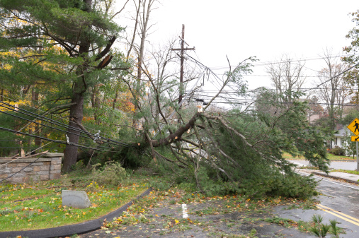 Árbol caído, y luego se trituraron líneas de potencia durante el huracán Sandy photo