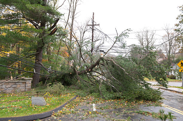 倒れた木のクラッシュ電源ライン��にハリケーン「サンディ」 - storm damage ストックフォトと画像