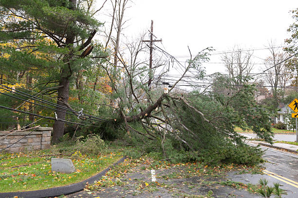 Crushed power line caused by fallen tree during Hurricane A huge pine tree lays on top of power lines in the aftermath of Hurricane Sandy, a powerful storm which crashed into the Eastern USA. hurricane storm stock pictures, royalty-free photos & images