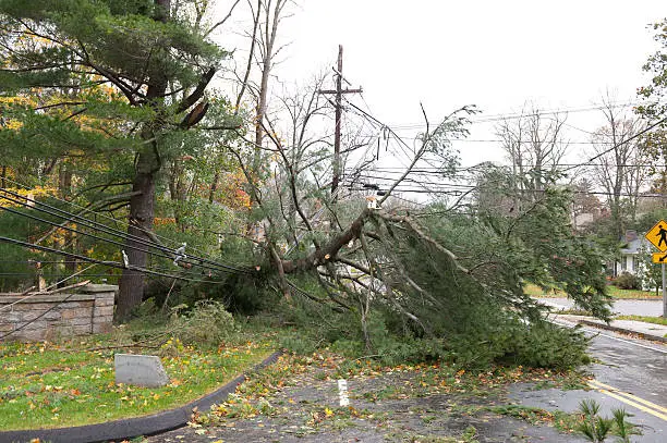 Photo of Crushed power line caused by fallen tree during Hurricane