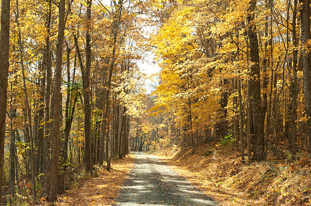 istock Golden sunlight and autumn leaves on small dirt road 170043748