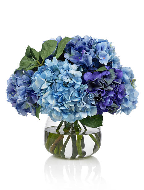 Blue hydrangea bouquet on white background An all blue bouquet of hydrangeas in a glass vase. Shot against a bright white background. There is a path which may be used to delete the reflection if desired. Extremely high quality faux flowers. vase stock pictures, royalty-free photos & images