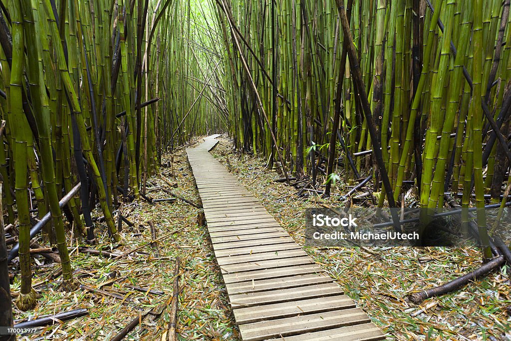 Floresta de bambu Havaiana, Maui - Royalty-free Alto - Descrição Física Foto de stock