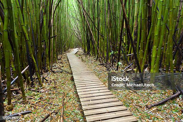 Floresta De Bambu Havaiana Maui - Fotografias de stock e mais imagens de Alto - Descrição Física - Alto - Descrição Física, América do Norte, Ao Ar Livre