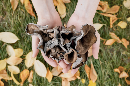 Hands with black chanterelle mushrooms. Craterellus cornucopioides, or horn of plenty trumpet or of the dead.