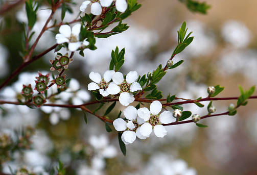 White flowers of the Australian native Flaky Barked Tea Tree, Gaudium trinervium, family Myrtaceae, in Sydney woodland. Formerly in Leptospermum. Shrub or small tree endemic to sclerophyll forest or woodland on sandstone soils along Australian east coast