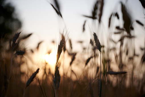 Wheat field with sun light