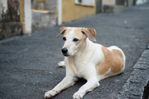 istock Portrait of a white and brown colored dog looking forward. 1700444377
