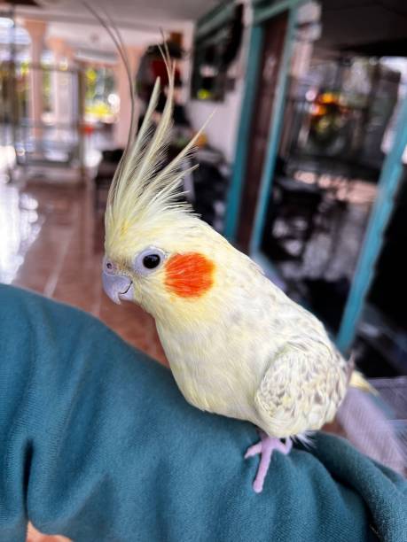 istock Yellow bird with orange blush 1700444379