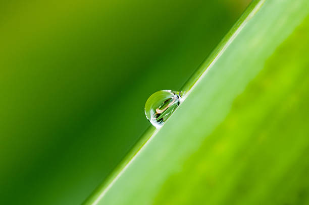 Water drop ion green leaf in macro