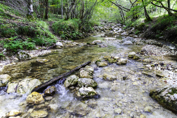 istock mountain river in a forest with pebbles and rocks 1700451233