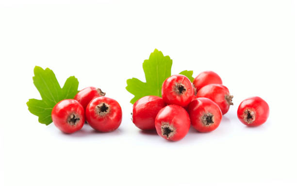 istock Hawthorn fruits isolated on white backgrounds. 1700456671