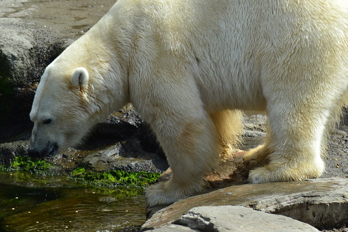 istock large polar bear 1700463145